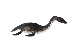 Plesiosaur zooted plast 23cm v sáčku