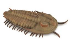 COLLECTA Redlichia Rex trilobit